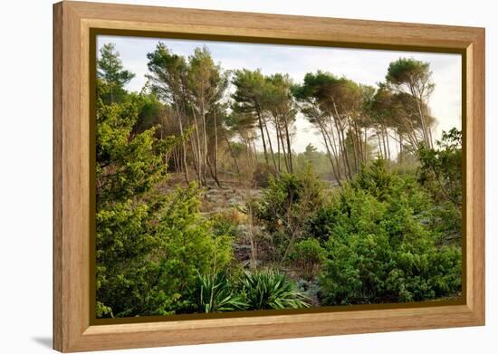 Italy, Riserva Naturale di Massaciuccoli San Rossore, protected forest in Tuscany. Winter views.-Michele Molinari-Framed Premier Image Canvas