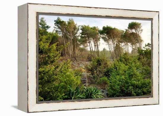 Italy, Riserva Naturale di Massaciuccoli San Rossore, protected forest in Tuscany. Winter views.-Michele Molinari-Framed Premier Image Canvas