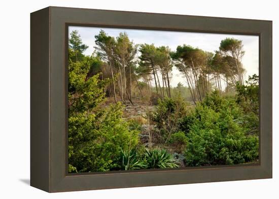 Italy, Riserva Naturale di Massaciuccoli San Rossore, protected forest in Tuscany. Winter views.-Michele Molinari-Framed Premier Image Canvas