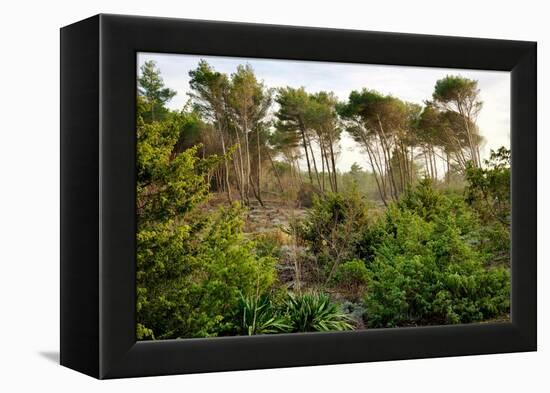 Italy, Riserva Naturale di Massaciuccoli San Rossore, protected forest in Tuscany. Winter views.-Michele Molinari-Framed Premier Image Canvas