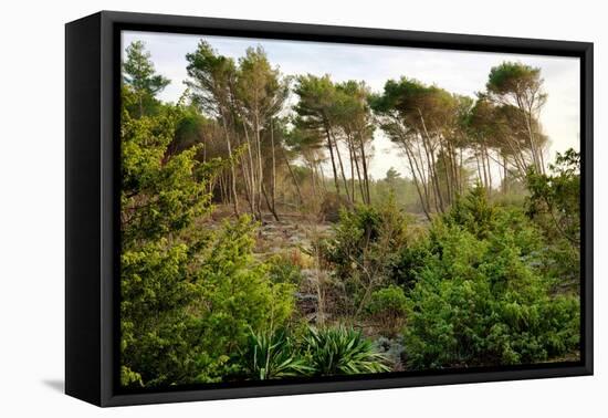 Italy, Riserva Naturale di Massaciuccoli San Rossore, protected forest in Tuscany. Winter views.-Michele Molinari-Framed Premier Image Canvas