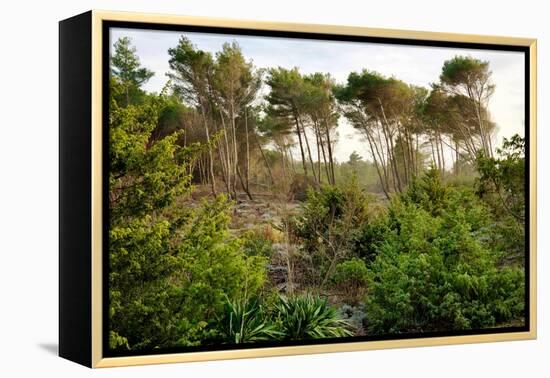 Italy, Riserva Naturale di Massaciuccoli San Rossore, protected forest in Tuscany. Winter views.-Michele Molinari-Framed Premier Image Canvas