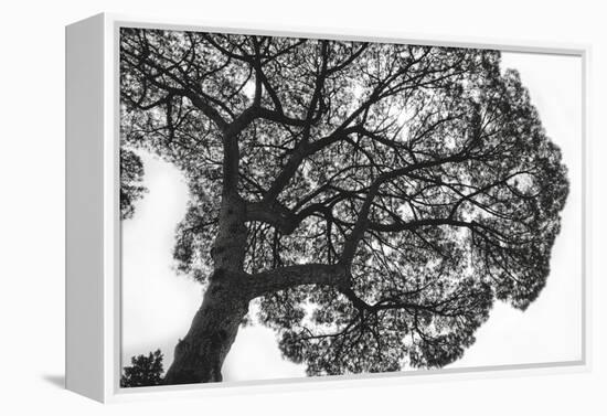 Italy, Rome, maritime pine seen from below.-Michele Molinari-Framed Premier Image Canvas