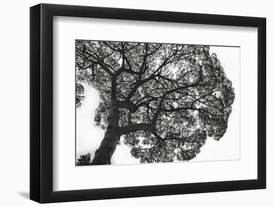 Italy, Rome, maritime pine seen from below.-Michele Molinari-Framed Photographic Print