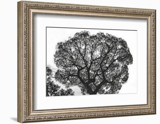 Italy, Rome, maritime pine seen from below.-Michele Molinari-Framed Photographic Print