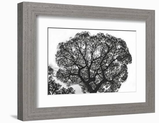 Italy, Rome, maritime pine seen from below.-Michele Molinari-Framed Photographic Print
