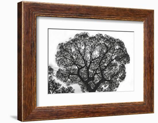 Italy, Rome, maritime pine seen from below.-Michele Molinari-Framed Photographic Print