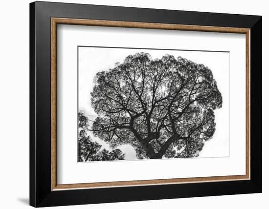 Italy, Rome, maritime pine seen from below.-Michele Molinari-Framed Photographic Print