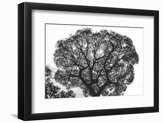 Italy, Rome, maritime pine seen from below.-Michele Molinari-Framed Photographic Print