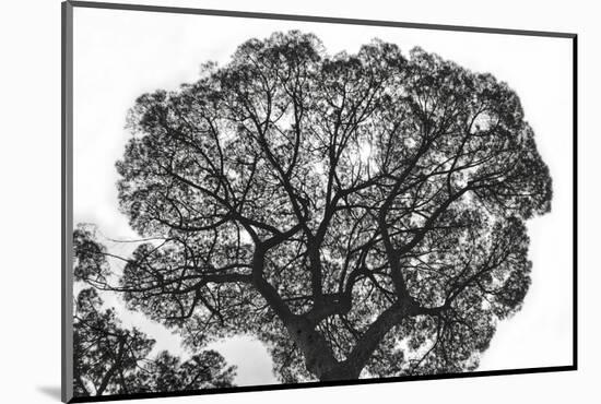 Italy, Rome, maritime pine seen from below.-Michele Molinari-Mounted Photographic Print