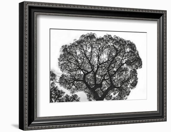 Italy, Rome, maritime pine seen from below.-Michele Molinari-Framed Photographic Print