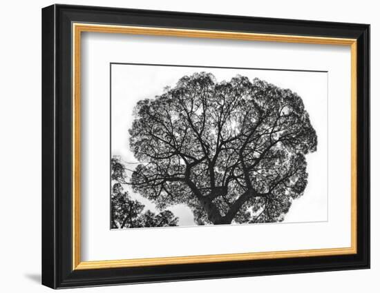 Italy, Rome, maritime pine seen from below.-Michele Molinari-Framed Photographic Print