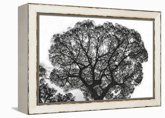 Italy, Rome, maritime pine seen from below.-Michele Molinari-Framed Premier Image Canvas