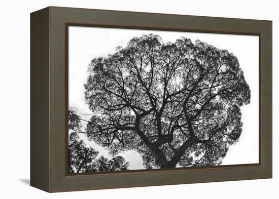 Italy, Rome, maritime pine seen from below.-Michele Molinari-Framed Premier Image Canvas