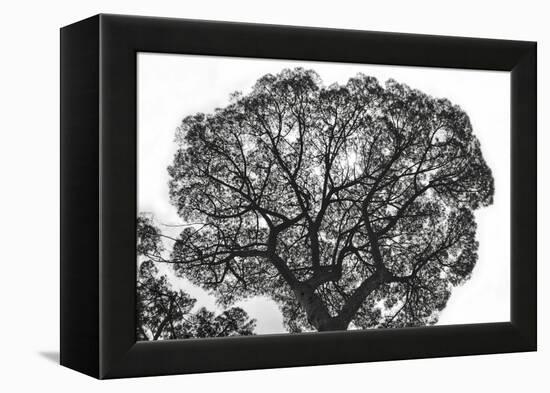 Italy, Rome, maritime pine seen from below.-Michele Molinari-Framed Premier Image Canvas