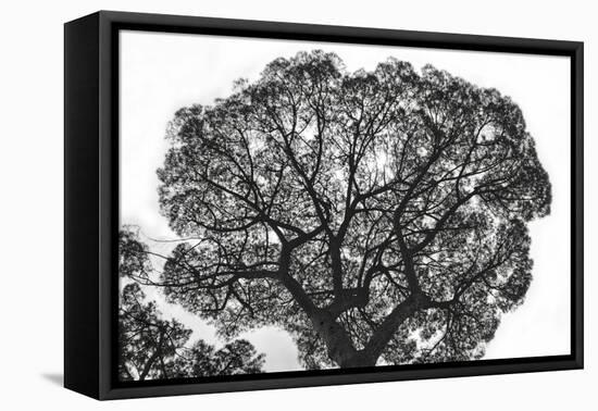 Italy, Rome, maritime pine seen from below.-Michele Molinari-Framed Premier Image Canvas