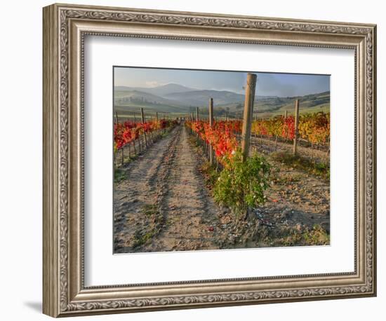 Italy, San Quirico, Autumn Vineyard in full color, San Quirico-Terry Eggers-Framed Photographic Print