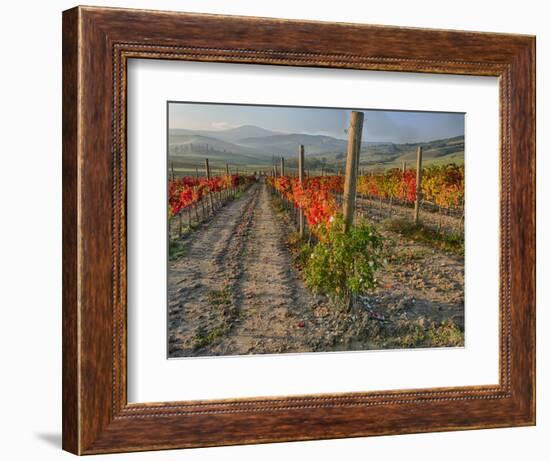 Italy, San Quirico, Autumn Vineyard in full color, San Quirico-Terry Eggers-Framed Photographic Print