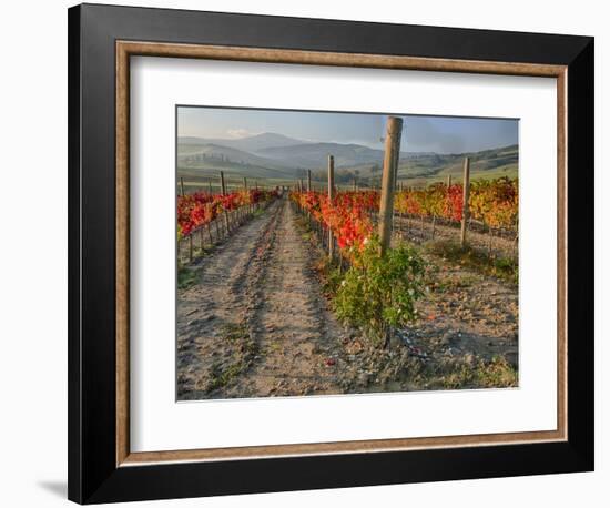 Italy, San Quirico, Autumn Vineyard in full color, San Quirico-Terry Eggers-Framed Photographic Print