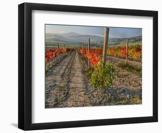 Italy, San Quirico, Autumn Vineyard in full color, San Quirico-Terry Eggers-Framed Photographic Print