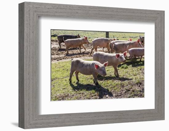 Italy, Sardinia, Gavoi. Group of Pigs Playing in the Mud at a Farm-Alida Latham-Framed Photographic Print