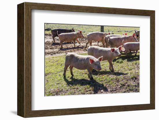 Italy, Sardinia, Gavoi. Group of Pigs Playing in the Mud at a Farm-Alida Latham-Framed Photographic Print