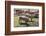 Italy, Sardinia, Gavoi. Group of Pigs Playing in the Mud at a Farm-Alida Latham-Framed Photographic Print