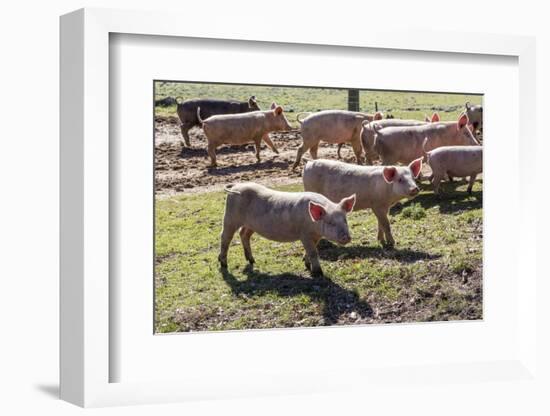 Italy, Sardinia, Gavoi. Group of Pigs Playing in the Mud at a Farm-Alida Latham-Framed Photographic Print