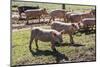 Italy, Sardinia, Gavoi. Group of Pigs Playing in the Mud at a Farm-Alida Latham-Mounted Photographic Print