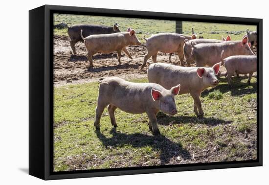 Italy, Sardinia, Gavoi. Group of Pigs Playing in the Mud at a Farm-Alida Latham-Framed Premier Image Canvas