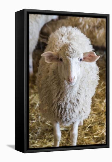 Italy, Sardinia, Gavoi. Sheep Inside a Hay Filled Barn-Alida Latham-Framed Premier Image Canvas