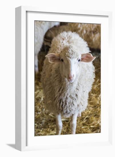 Italy, Sardinia, Gavoi. Sheep Inside a Hay Filled Barn-Alida Latham-Framed Photographic Print