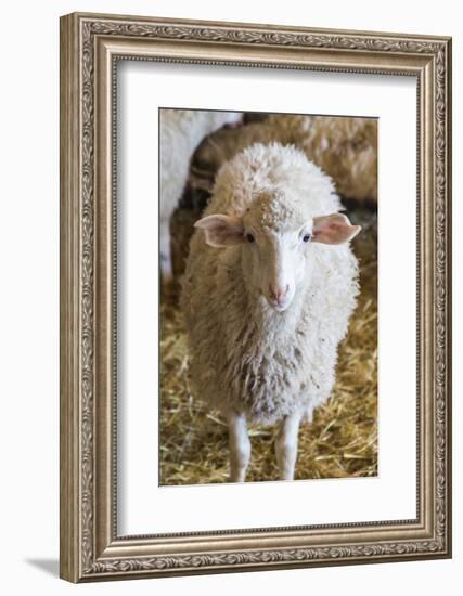 Italy, Sardinia, Gavoi. Sheep Inside a Hay Filled Barn-Alida Latham-Framed Photographic Print