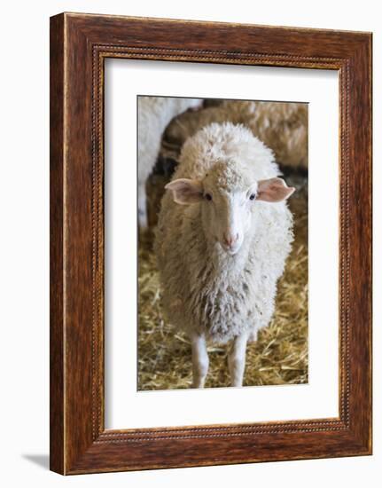 Italy, Sardinia, Gavoi. Sheep Inside a Hay Filled Barn-Alida Latham-Framed Photographic Print