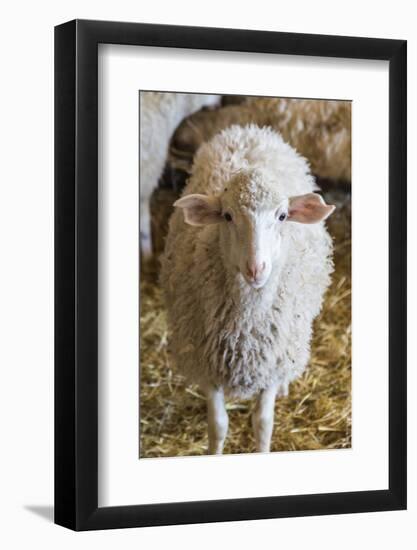 Italy, Sardinia, Gavoi. Sheep Inside a Hay Filled Barn-Alida Latham-Framed Photographic Print