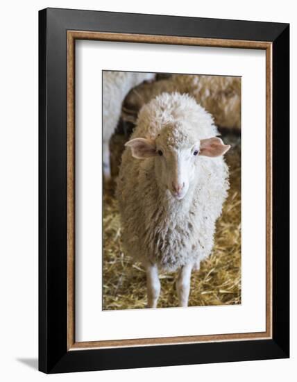 Italy, Sardinia, Gavoi. Sheep Inside a Hay Filled Barn-Alida Latham-Framed Photographic Print