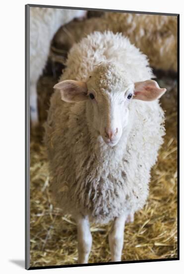 Italy, Sardinia, Gavoi. Sheep Inside a Hay Filled Barn-Alida Latham-Mounted Photographic Print