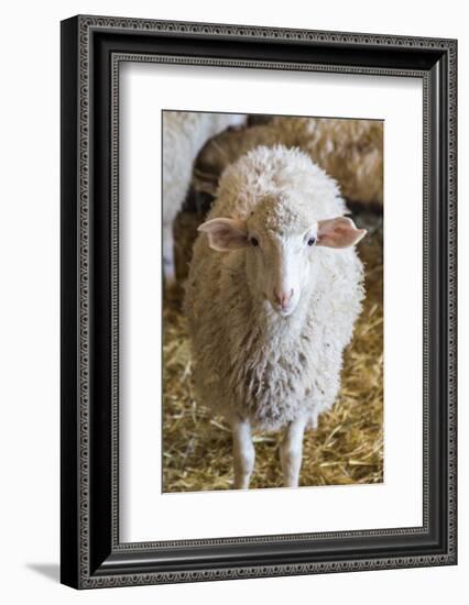 Italy, Sardinia, Gavoi. Sheep Inside a Hay Filled Barn-Alida Latham-Framed Photographic Print