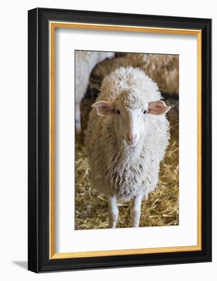 Italy, Sardinia, Gavoi. Sheep Inside a Hay Filled Barn-Alida Latham-Framed Photographic Print