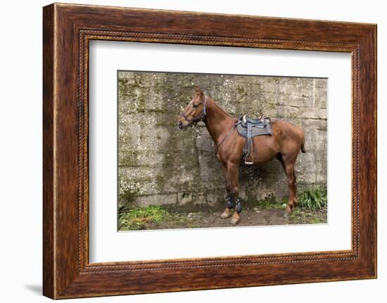 Italy, Sardinia, Santu Lussurgiu. a Horse Waiting for it's Rider at the Carrela E Nanti Festival-Alida Latham-Framed Photographic Print