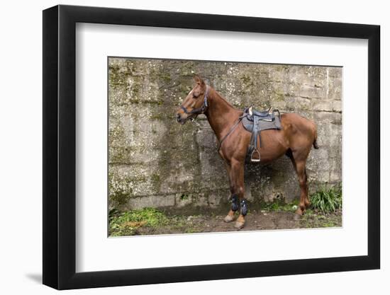 Italy, Sardinia, Santu Lussurgiu. a Horse Waiting for it's Rider at the Carrela E Nanti Festival-Alida Latham-Framed Photographic Print