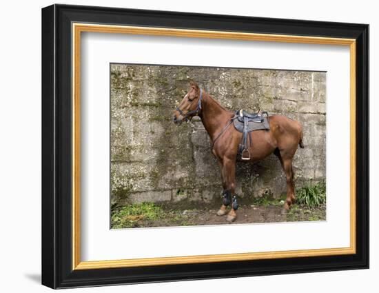 Italy, Sardinia, Santu Lussurgiu. a Horse Waiting for it's Rider at the Carrela E Nanti Festival-Alida Latham-Framed Photographic Print