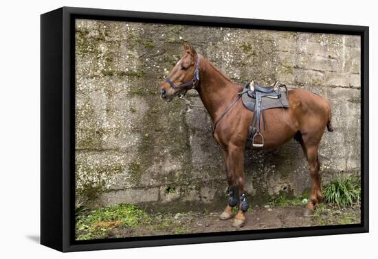 Italy, Sardinia, Santu Lussurgiu. a Horse Waiting for it's Rider at the Carrela E Nanti Festival-Alida Latham-Framed Premier Image Canvas