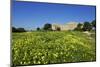 Italy, Sicily, old city of Selinunte, ruins of the Greek temple-Michele Molinari-Mounted Photographic Print