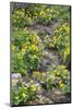 Italy, South-Tyrol, Creek Bed, Kingcups, Caltha Palustris-Rainer Mirau-Mounted Photographic Print