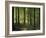 Italy, South Tyrol, Mittelberg, Earth Pillars-Thonig-Framed Photographic Print