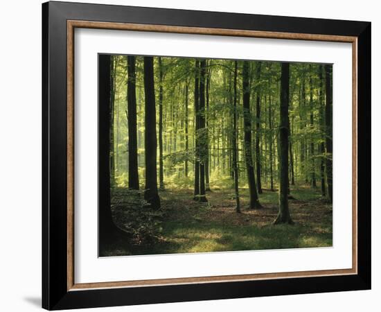 Italy, South Tyrol, Mittelberg, Earth Pillars-Thonig-Framed Photographic Print