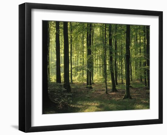 Italy, South Tyrol, Mittelberg, Earth Pillars-Thonig-Framed Photographic Print