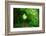 Italy, trail in the forest-Michele Molinari-Framed Photographic Print