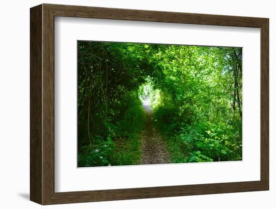 Italy, trail in the forest-Michele Molinari-Framed Photographic Print